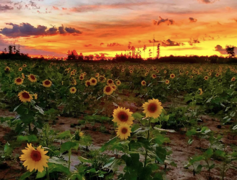 Maria's Field of Hope in Avon