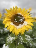Snowy Sunflower