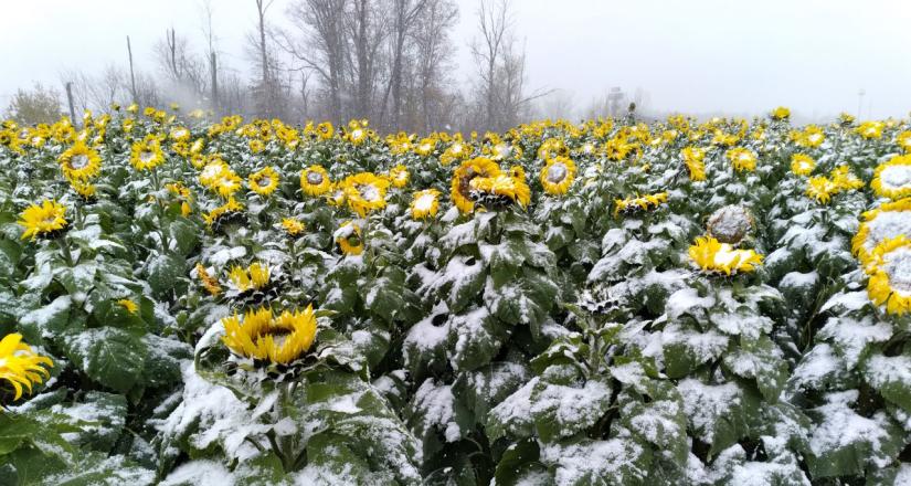 Winter sunflower field