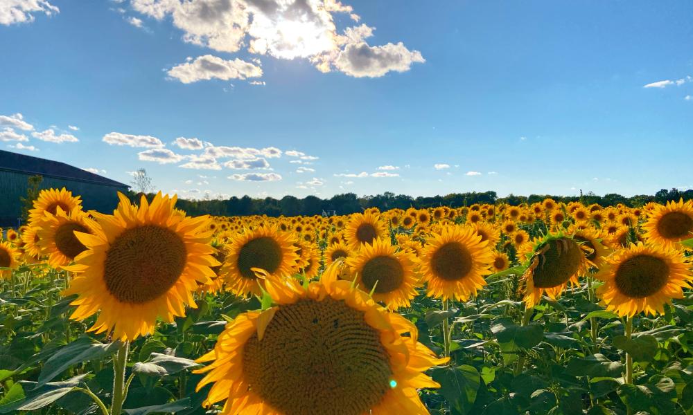 Sunflower Field