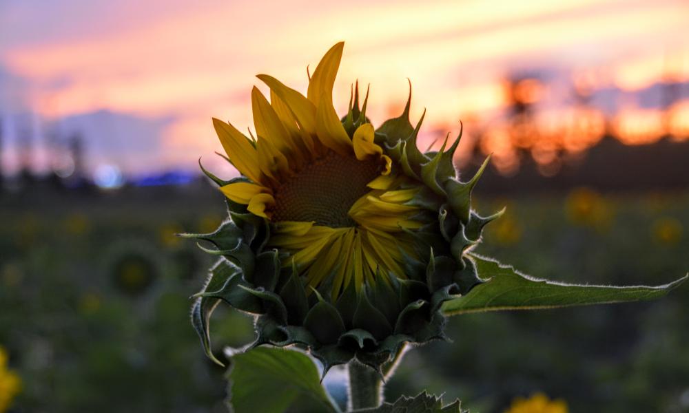 Sunflower Blooming