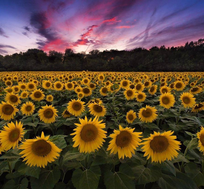 Field at Night