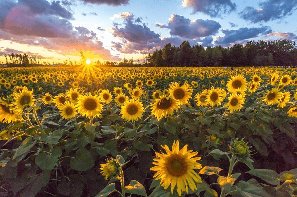 Sunflower Field