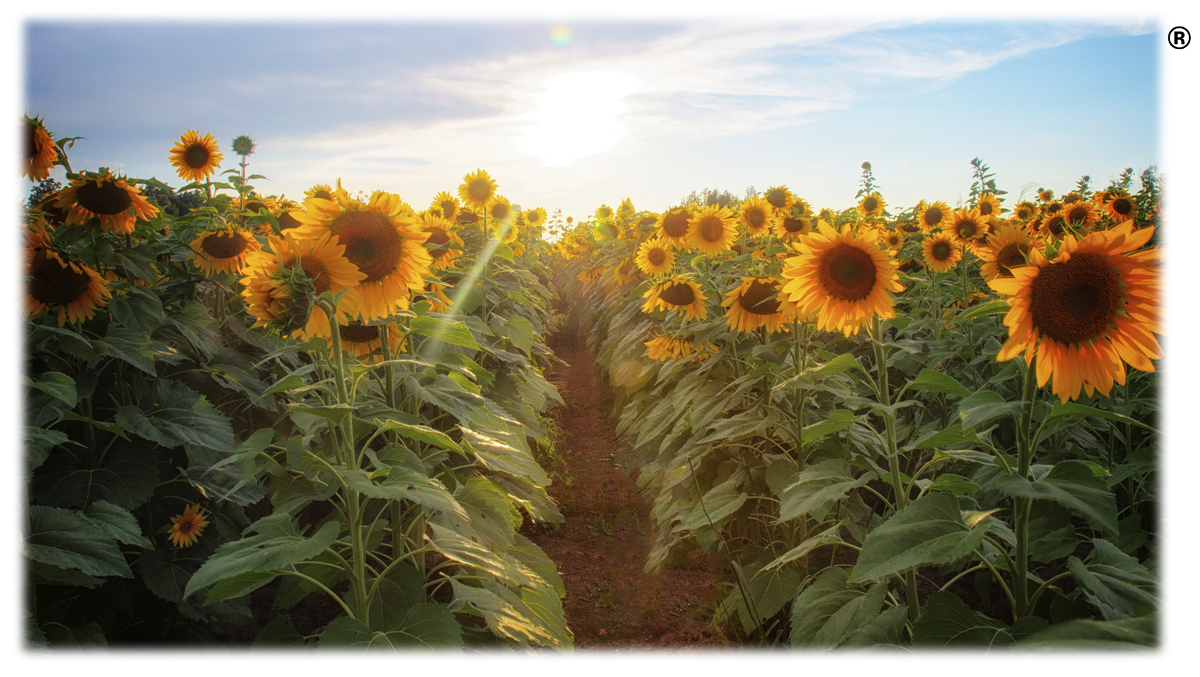Sunflower Fields of Hope